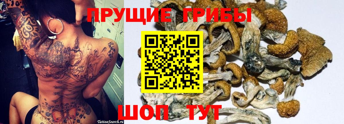 Псилоцибиновые грибы Psilocybine cubensis Коломна